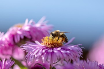 Commission européenne: La Grèce, incapable de protéger la biodiversité